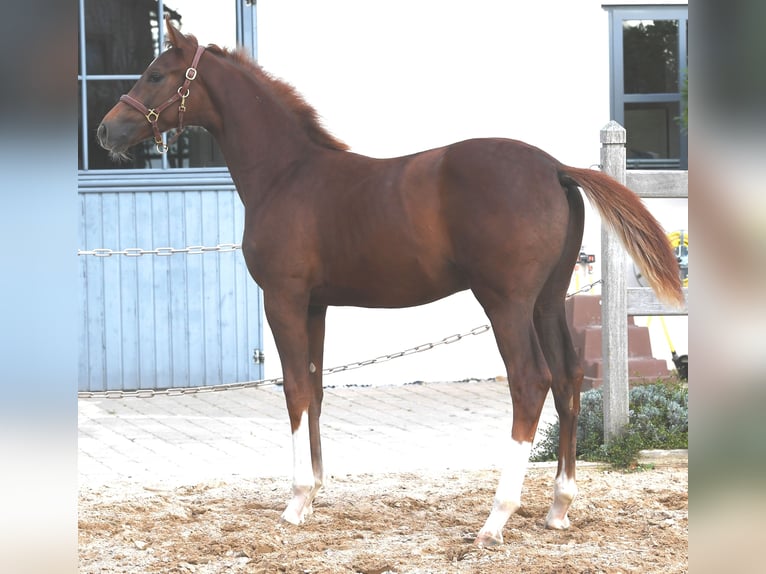 Westphalian Stallion Foal (04/2025) Chestnut in Eichst&#xE4;tt