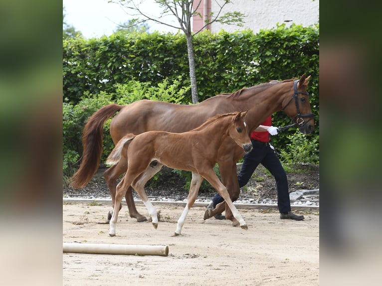 Westphalian Stallion Foal (04/2025) Chestnut in M&#xFC;nchen