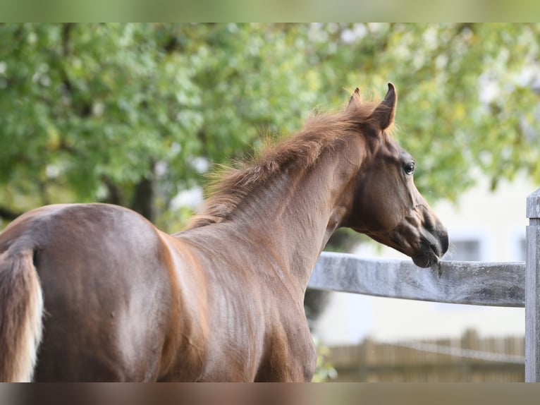 Westphalian Stallion Foal (04/2025) Chestnut in M&#xFC;nchen