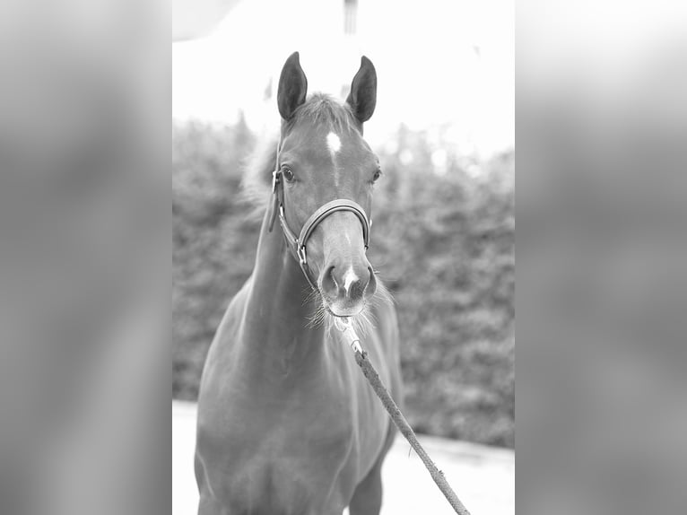 Westphalian Stallion Foal (04/2025) Chestnut in M&#xFC;nchen