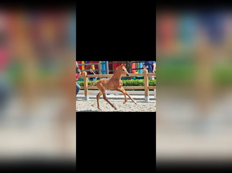 Westphalian Stallion Foal (05/2025) Chestnut in Telgte