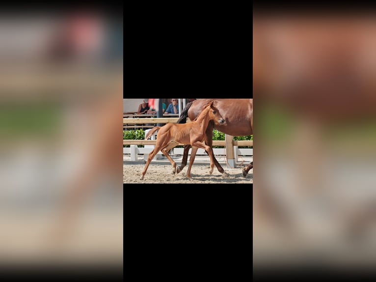 Westphalian Stallion Foal (05/2025) Chestnut in Telgte
