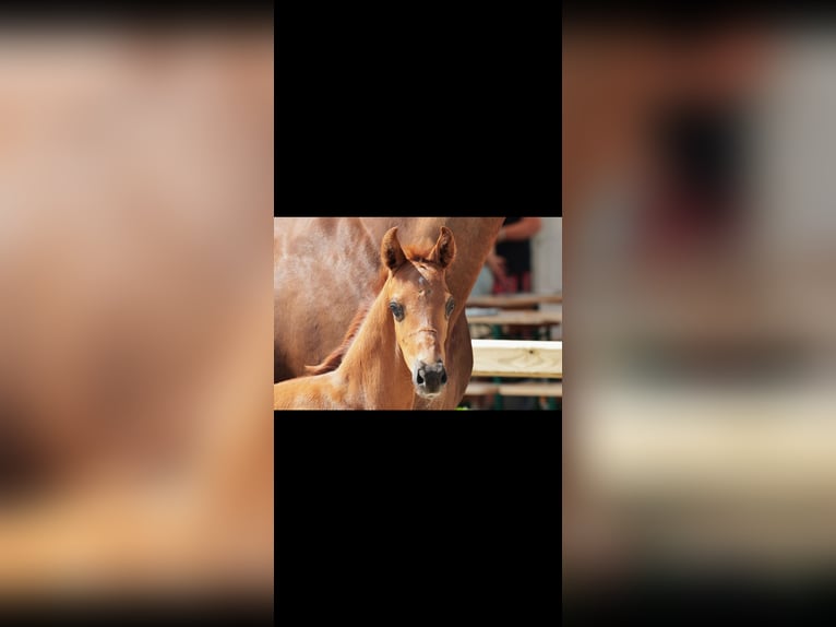 Westphalian Stallion Foal (05/2025) Chestnut in Telgte