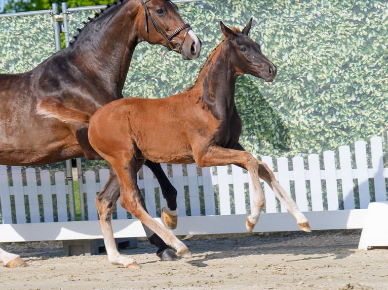Westphalian Stallion  Chestnut in Mnster-Handorf