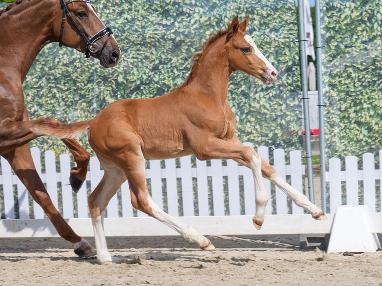 Westphalian Stallion  Chestnut in Mnster-Handorf