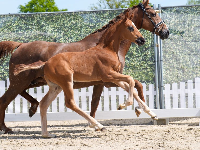 Westphalian Stallion  Chestnut in Mnster-Handorf