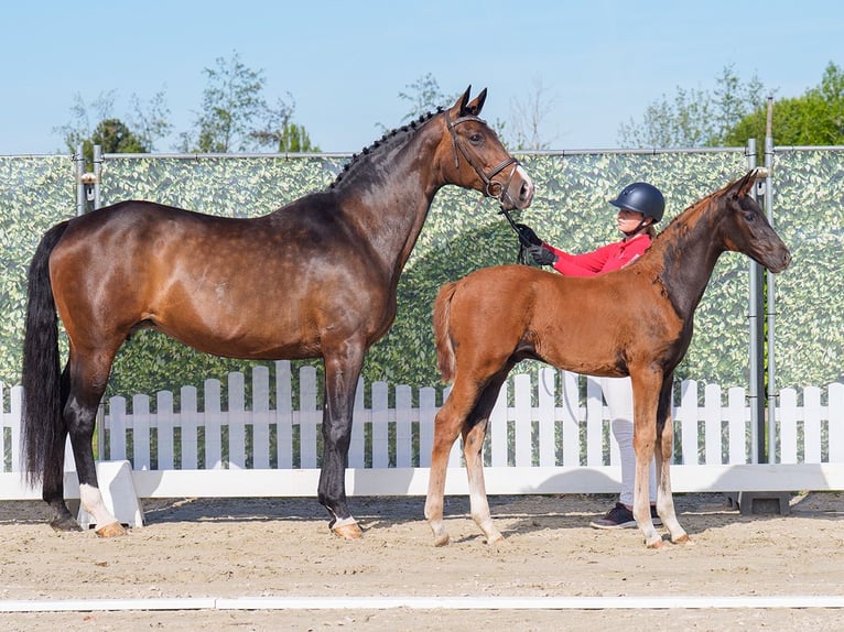 Westphalian Stallion  Chestnut in Mnster-Handorf