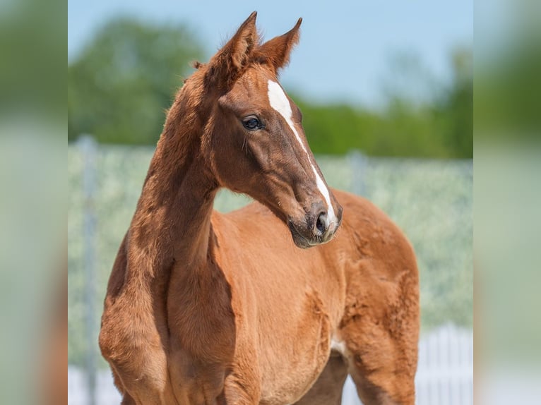 Westphalian Stallion  Chestnut in Mnster-Handorf