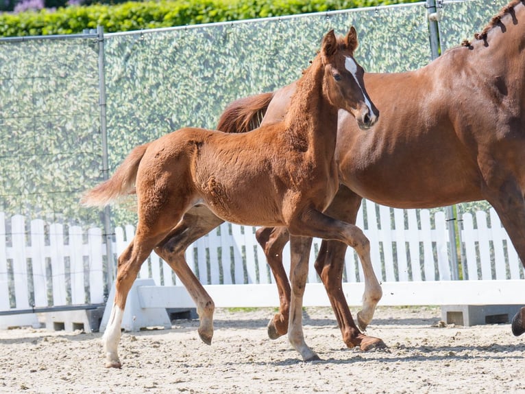Westphalian Stallion  Chestnut in Mnster-Handorf