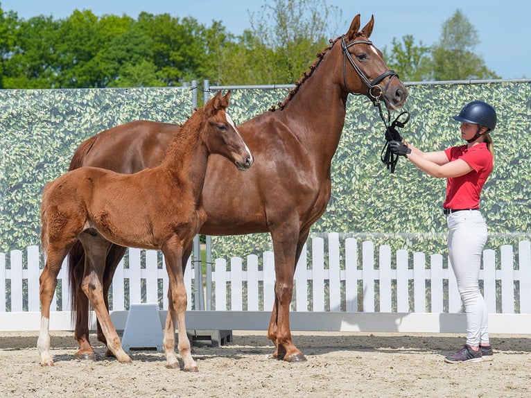 Westphalian Stallion  Chestnut in Mnster-Handorf