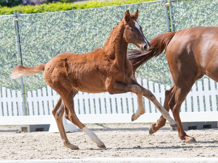 Westphalian Stallion  Chestnut in Mnster-Handorf
