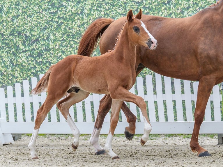 Westphalian Stallion Foal (03/2026) Chestnut in Mnster-Handorf