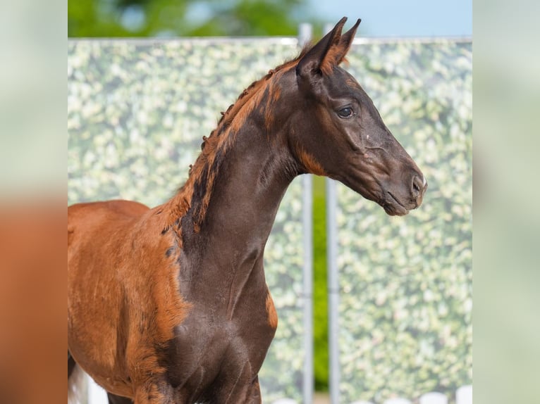 Westphalian Stallion  Chestnut in Mnster-Handorf