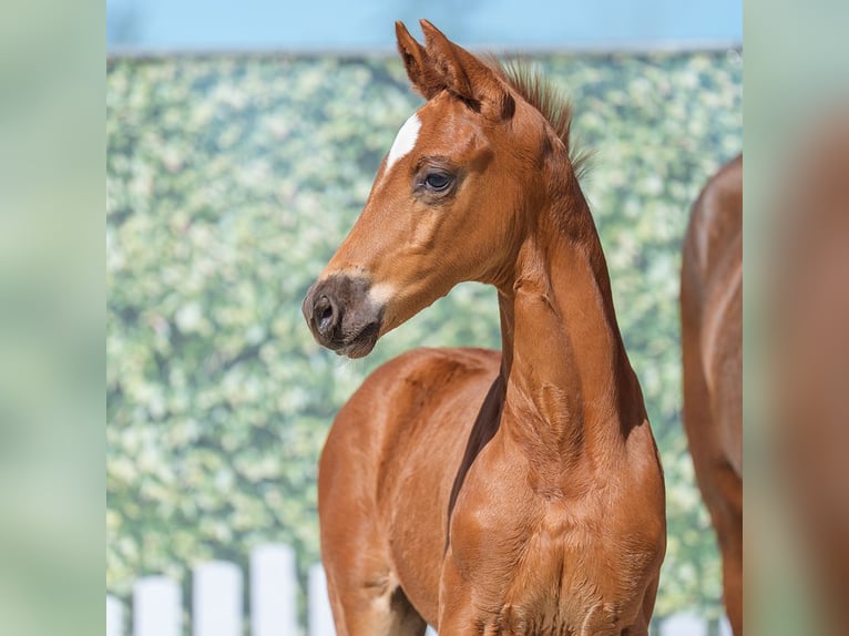 Westphalian Stallion  Chestnut in Mnster-Handorf