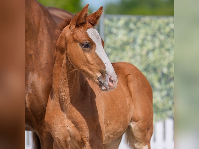 Westphalian Stallion  Chestnut in Mnster-Handorf