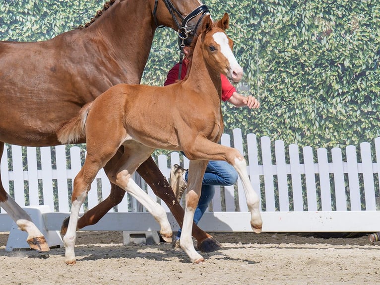 Westphalian Stallion  Chestnut in Mnster-Handorf