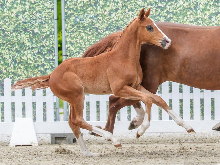 Westphalian Stallion Foal (03/2026) Chestnut in Mnster-Handorf
