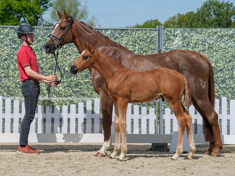 Westphalian Stallion  Chestnut in Mnster-Handorf