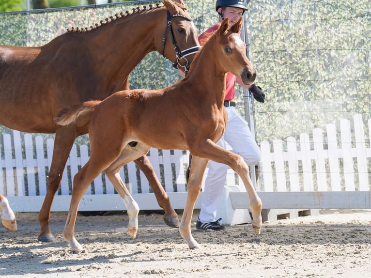 Westphalian Stallion  Chestnut in Mnster-Handorf
