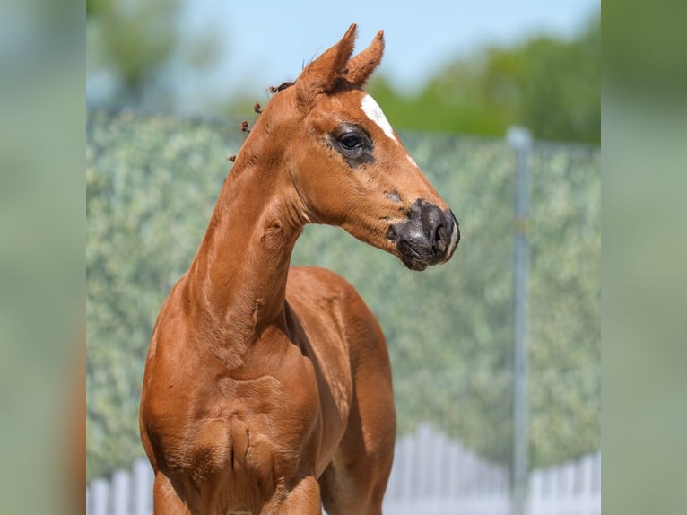 Westphalian Stallion  Chestnut in Mnster-Handorf