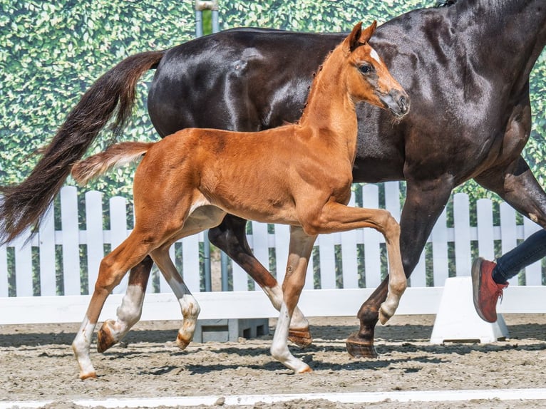 Westphalian Stallion  Chestnut in M&#xFC;nster Handorf