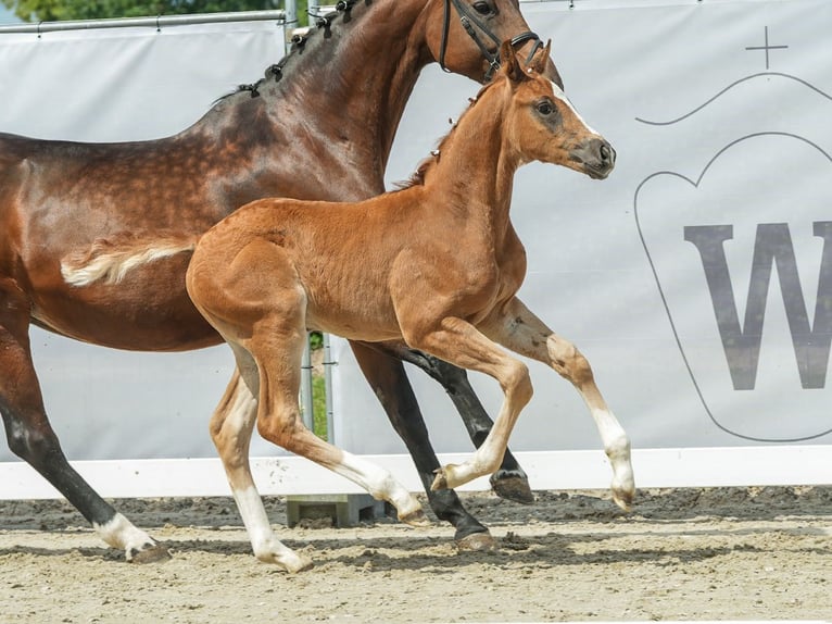 Westphalian Stallion Foal (04/2024) Chestnut in Münster-Handorf