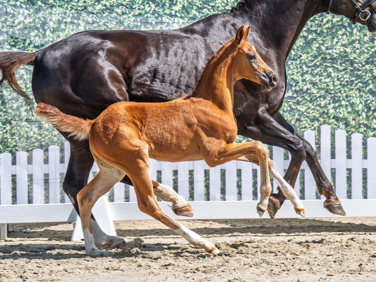 Westphalian Stallion  Chestnut in M&#xFC;nster Handorf