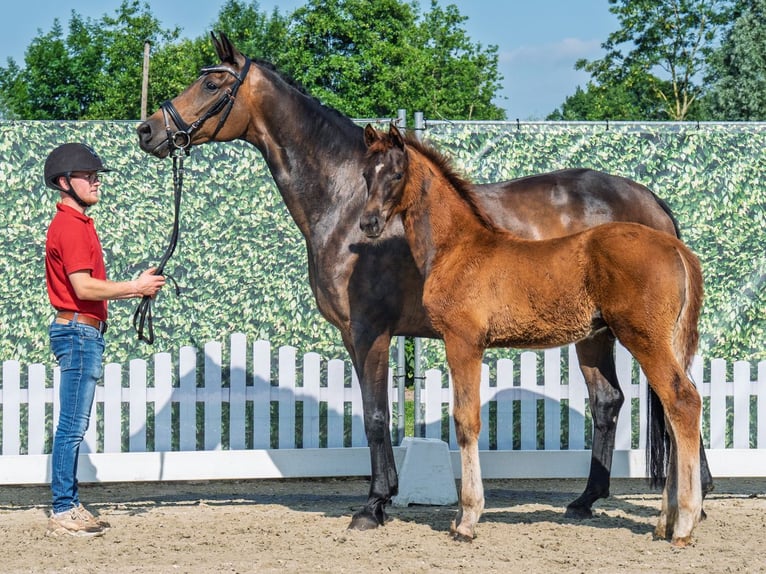 Westphalian Stallion  Chestnut in M&#xFC;nster Handorf
