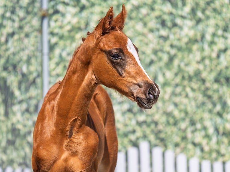 Westphalian Stallion  Chestnut in M&#xFC;nster Handorf
