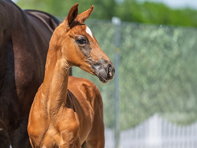 Westphalian Stallion  Chestnut in M&#xFC;nster Handorf
