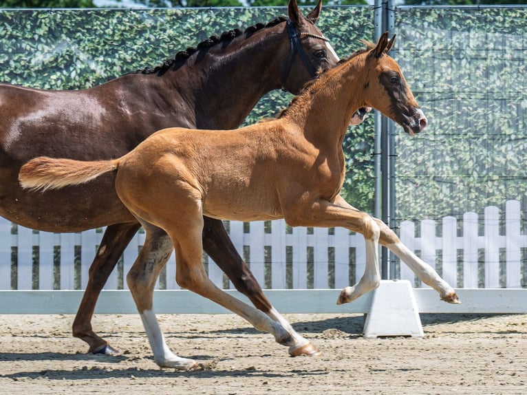 Westphalian Stallion  Chestnut in M&#xFC;nster Handorf