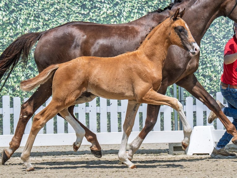 Westphalian Stallion  Chestnut in M&#xFC;nster Handorf