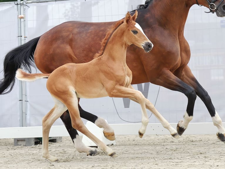 Westphalian Stallion Foal (06/2023) Chestnut in Münster-Handorf