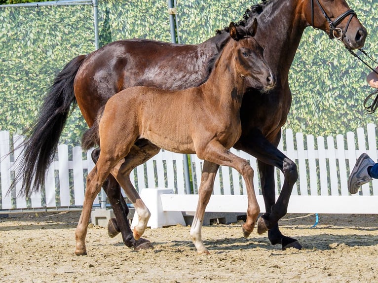 Westphalian Stallion Foal (04/2026) Chestnut in Münster-Handorf