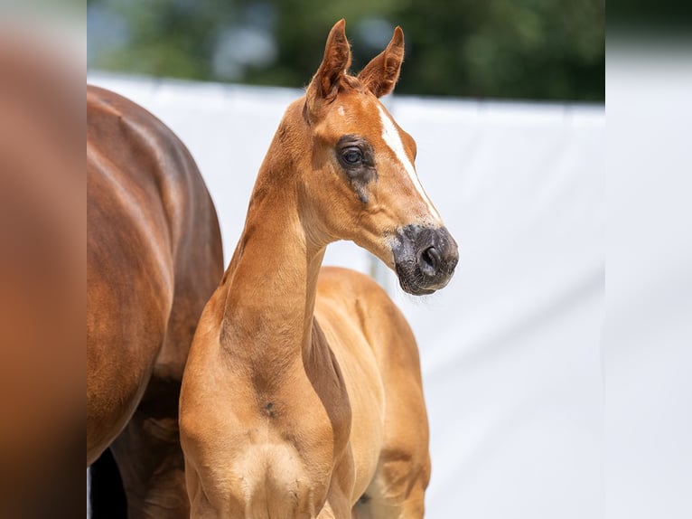 Westphalian Stallion Foal (06/2023) Chestnut in Münster-Handorf