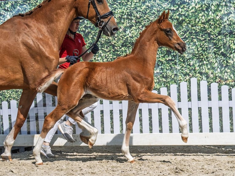 Westphalian Stallion  Chestnut in M&#xFC;nster Handorf