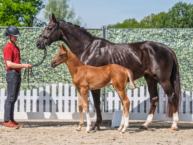 Westphalian Stallion  Chestnut in M&#xFC;nster Handorf