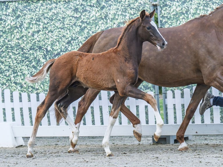 Westphalian Stallion  Chestnut in M&#xFC;nster Handorf