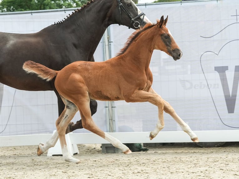 Westphalian Stallion Foal (04/2024) Chestnut in Münster-Handorf