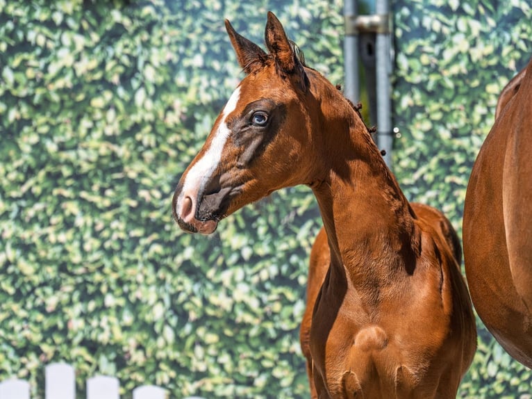 Westphalian Stallion  Chestnut in M&#xFC;nster Handorf