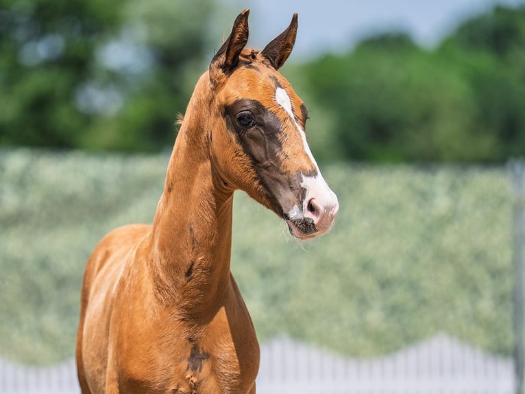 Westphalian Stallion  Chestnut in M&#xFC;nster Handorf