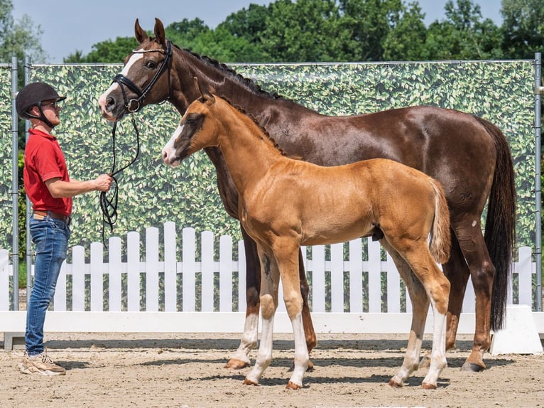 Westphalian Stallion  Chestnut in M&#xFC;nster Handorf