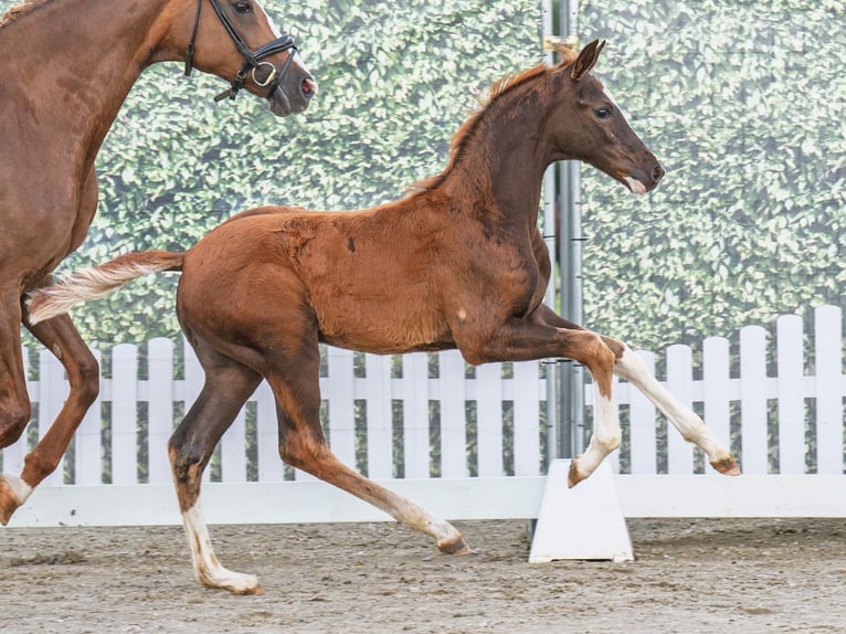 Westphalian Stallion  Chestnut in M&#xFC;nster Handorf
