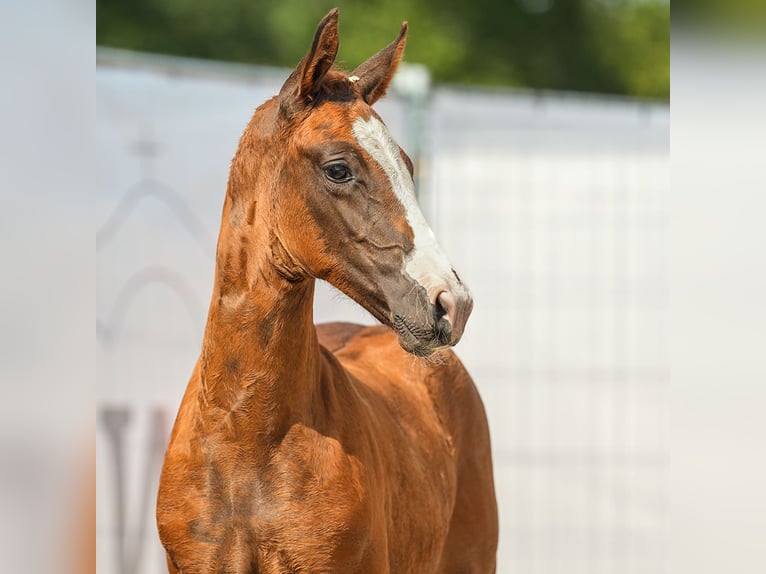 Westphalian Stallion Foal (06/2024) Chestnut in Münster-Handorf