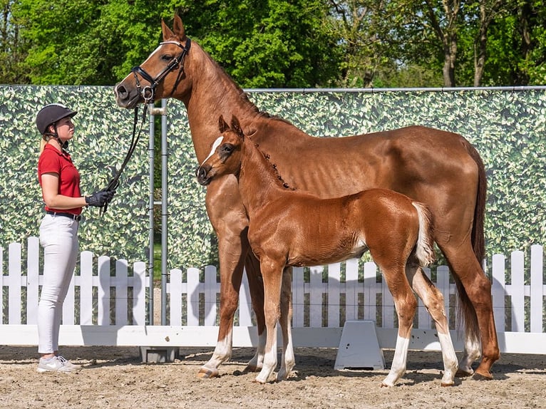 Westphalian Stallion  Chestnut in M&#xFC;nster Handorf