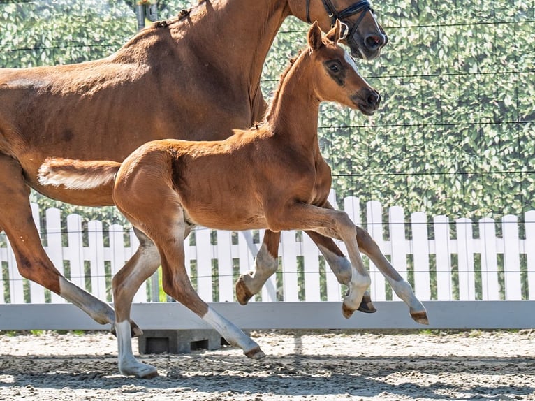Westphalian Stallion  Chestnut in M&#xFC;nster Handorf