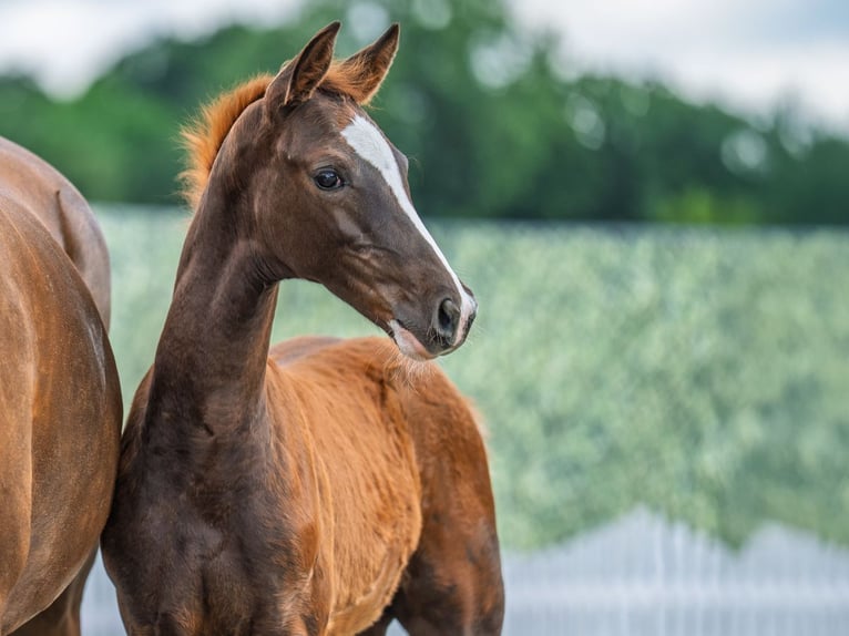 Westphalian Stallion  Chestnut in M&#xFC;nster Handorf
