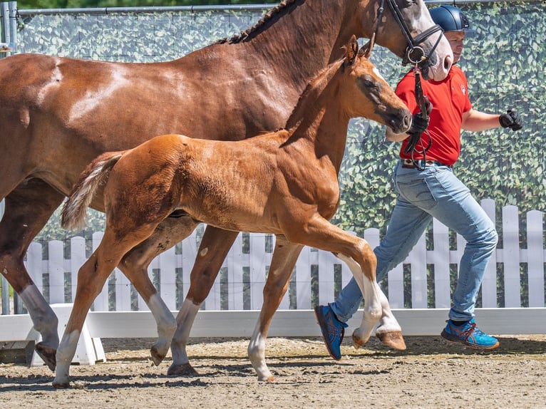 Westphalian Stallion  Chestnut in M&#xFC;nster Handorf