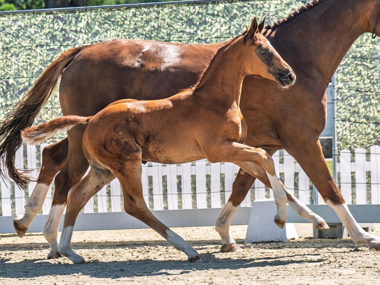 Westphalian Stallion  Chestnut in M&#xFC;nster Handorf