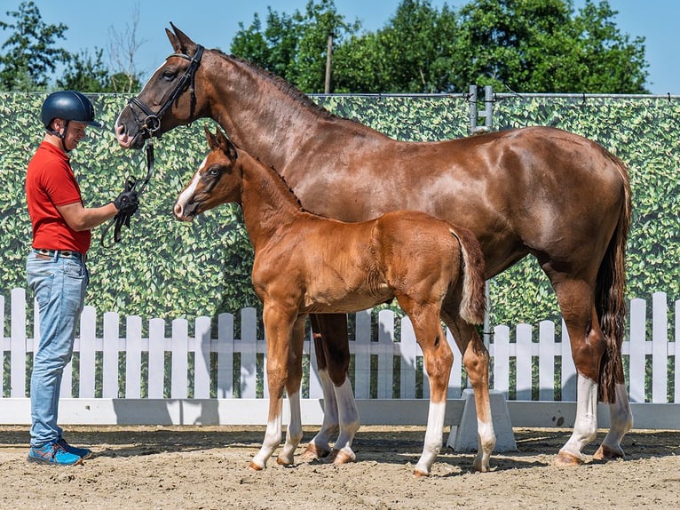 Westphalian Stallion  Chestnut in M&#xFC;nster Handorf